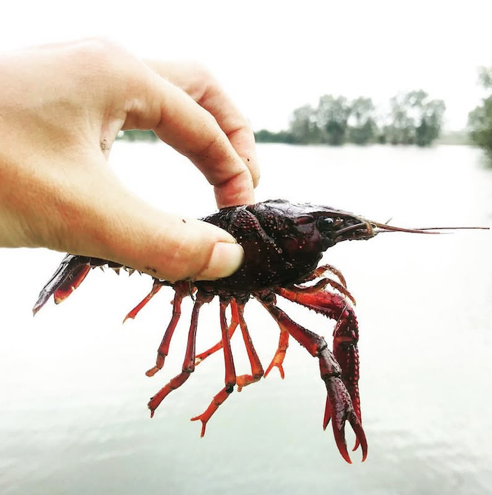 CapeNature1's tweet image. Invasive Red Swamp Crayfish (Procambarus clarkii), first detected in the lower Olifants River in 2022, are spreading rapidly across the Western Cape, threatening fragile freshwater ecosystems.

Read more: zurl.co/PCIFj

#RedSwampCrayfish #CapeNature #InvasiveSpecies