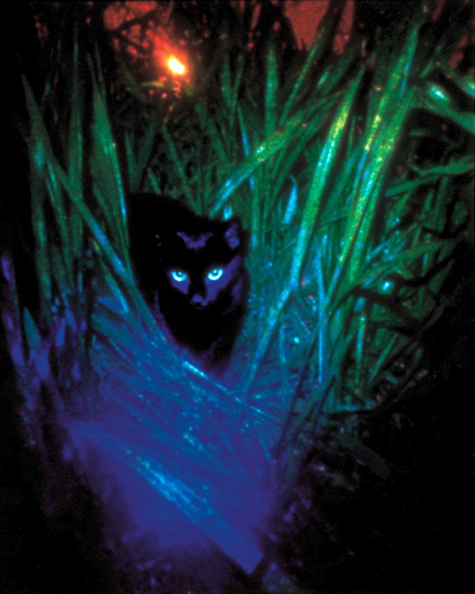 Stephan Vasement tweet media