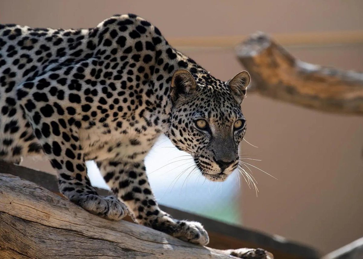 أَبُوْ ريَّان tweet media