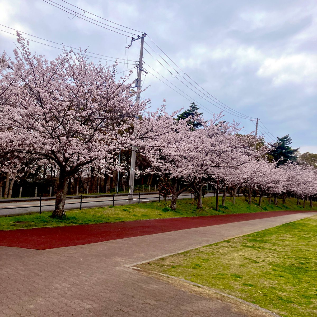 mm4229's tweet photo. 先日、いとこの子供達とお花見に行ったのですが…その時の写真を使ってなんだかおしゃれな動画が子供から送られてきました。最近の子すごすぎ。おばさん、頑張るわ。 https://t.co/80J2lz5Mh8