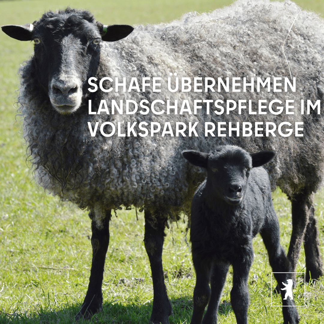 Bezirksamt Mitte tweet media