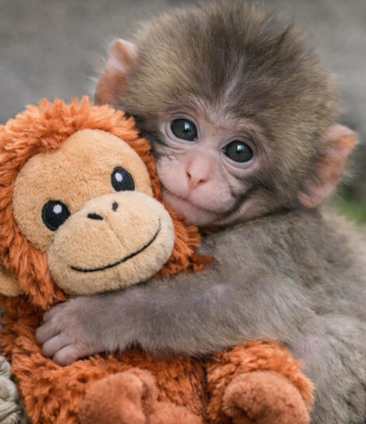 Best in Dogs tweet media