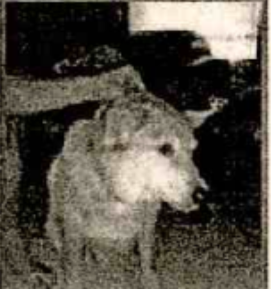 Best narrative for Shiba inu day and it's not bonded yet?

One of the Myspace fake profiles under "Pimp Juice" that Epstein used to find minors was named Lucca and had this Shiba Inu as PFP

Page 22

3.5 million pages of Epstein files just dropped  Politicians, billionaires,