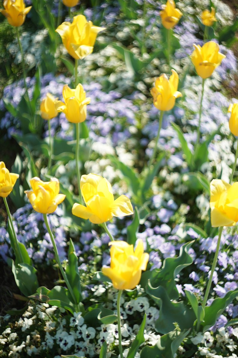 今日は
父の誕生日でした。生きていれば83歳でした。
悲しいです。

＃悲しみの先へ2026
＃親孝行したい時には親はなし
＃4月8日