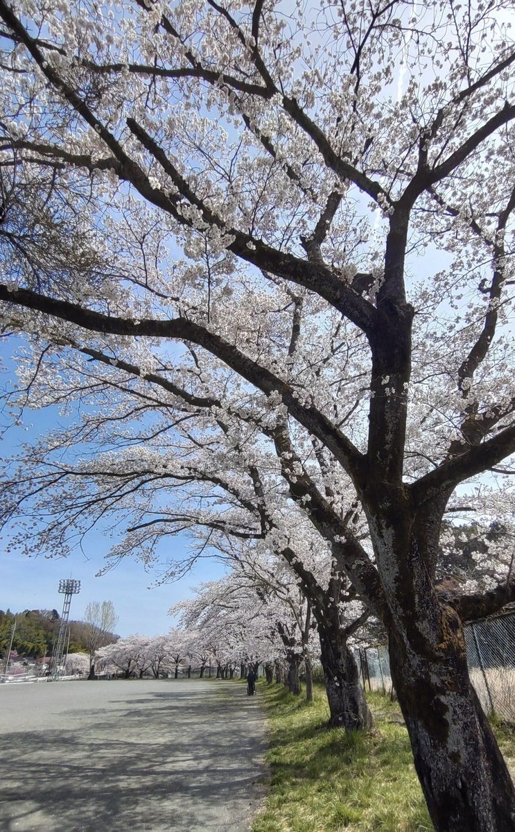 ひとくん✧︎*。［Hitoshi Iwai］ tweet media