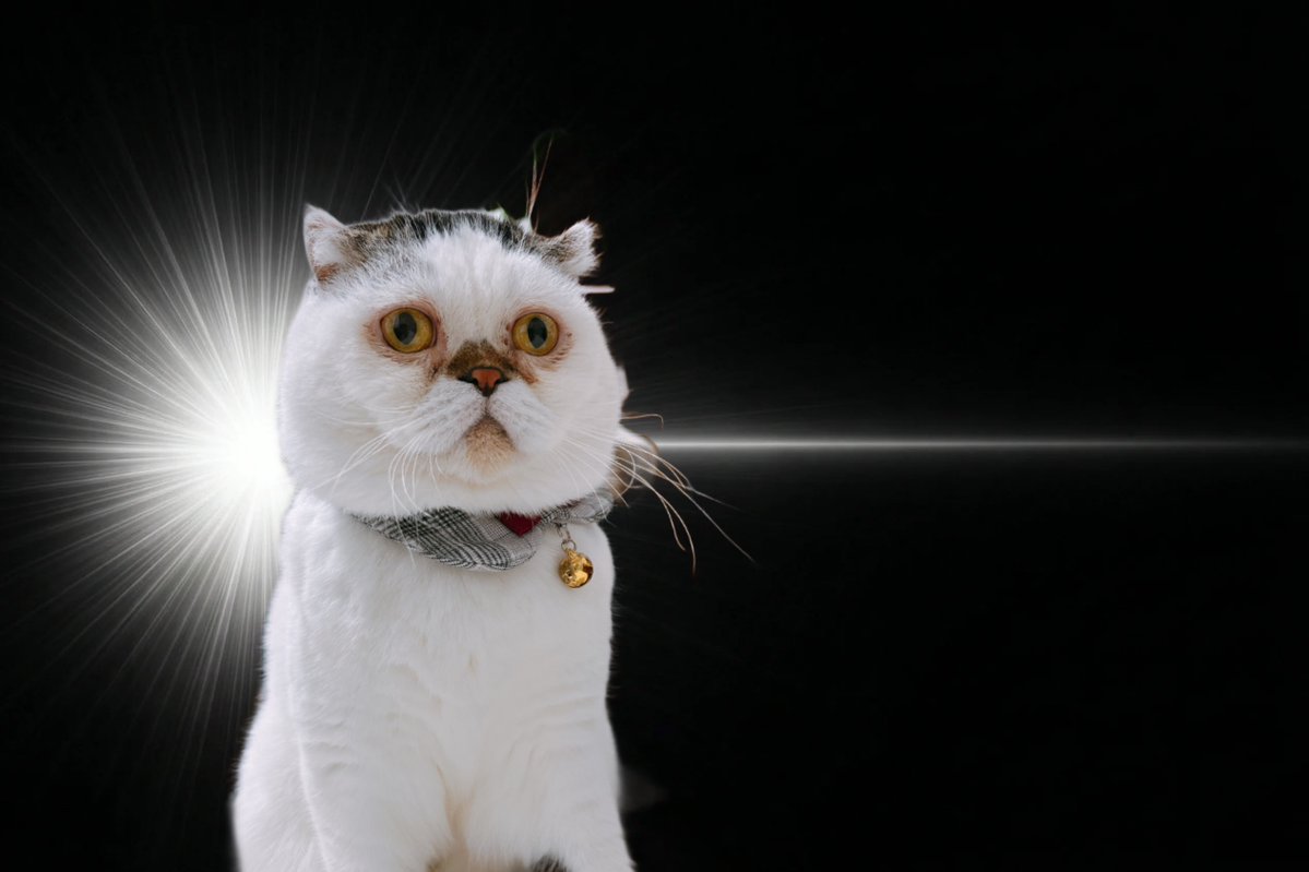 🐾まんまる党🐾 tweet media