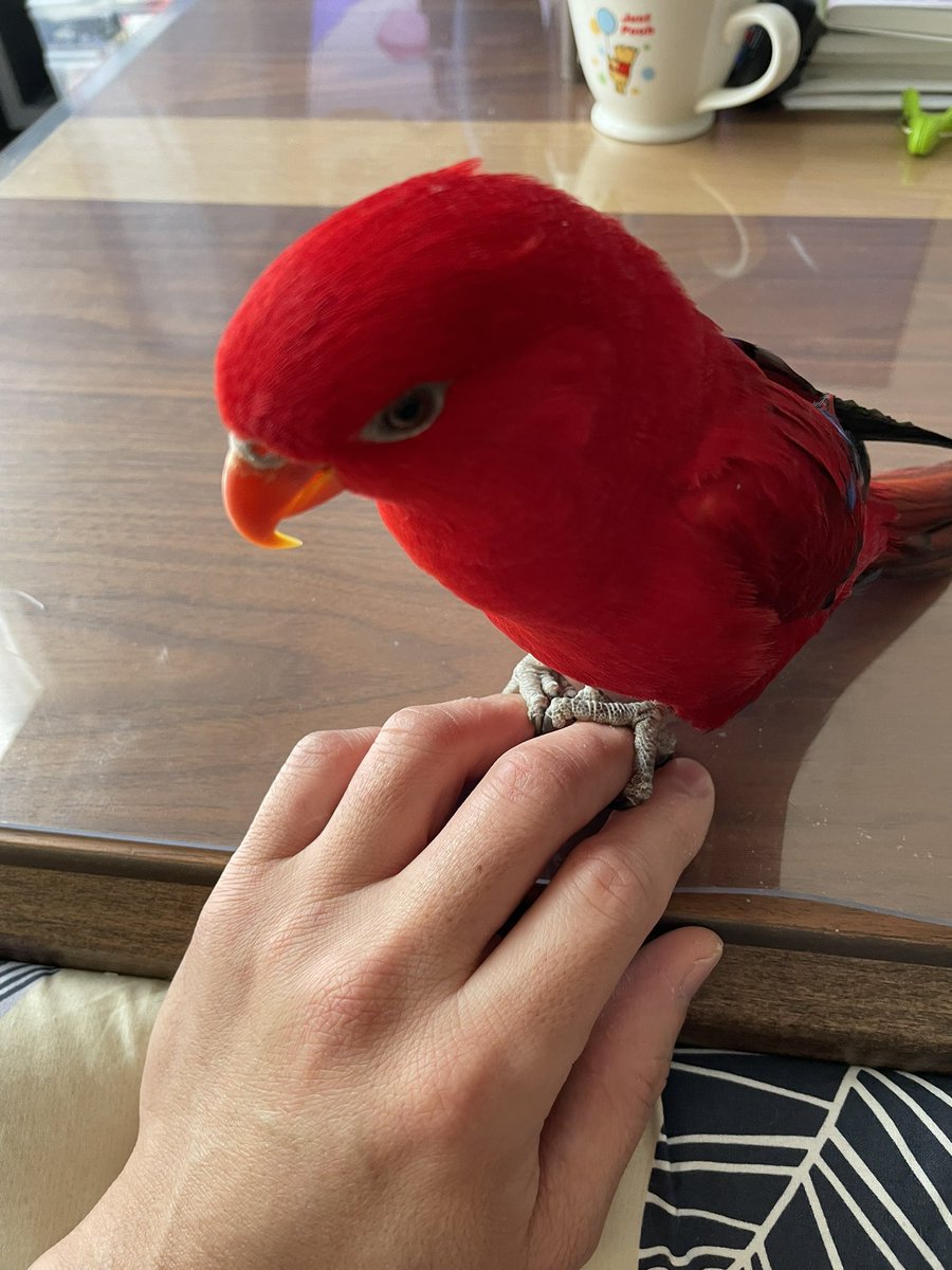 ガンダム川柳人　バショー tweet media