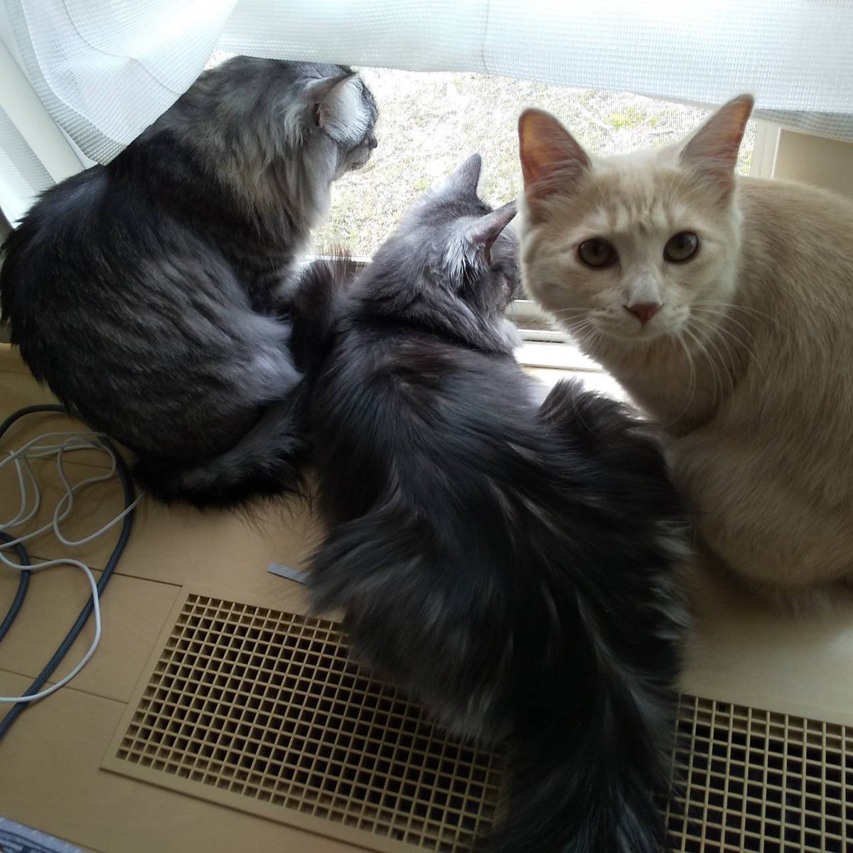 ガンダム川柳人　バショー tweet media