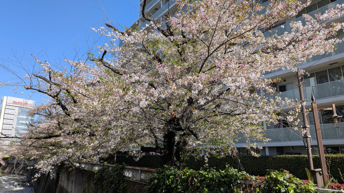 紫雲英沖すけ tweet media