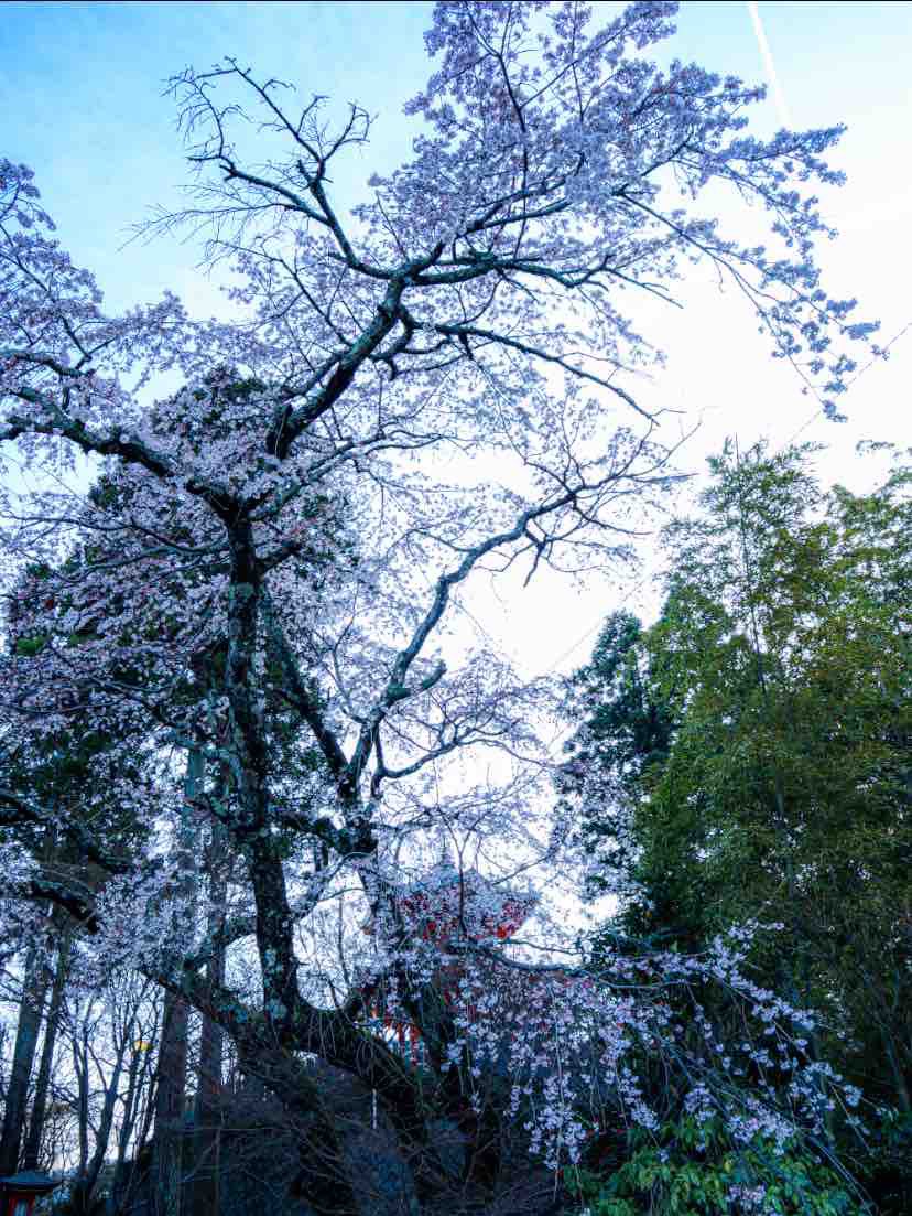大原野に降り注ぐ桜の天蓋 〜正法寺・極楽橋の花の傘〜
大原野神社向かい南側に位置する正法寺の
極楽橋手前から望む桜🌸
曇天では有りましたが桜自体の美しくそして儚さに惹かれました😌
#たけ散歩
#京都巡り
#桜
#正法寺