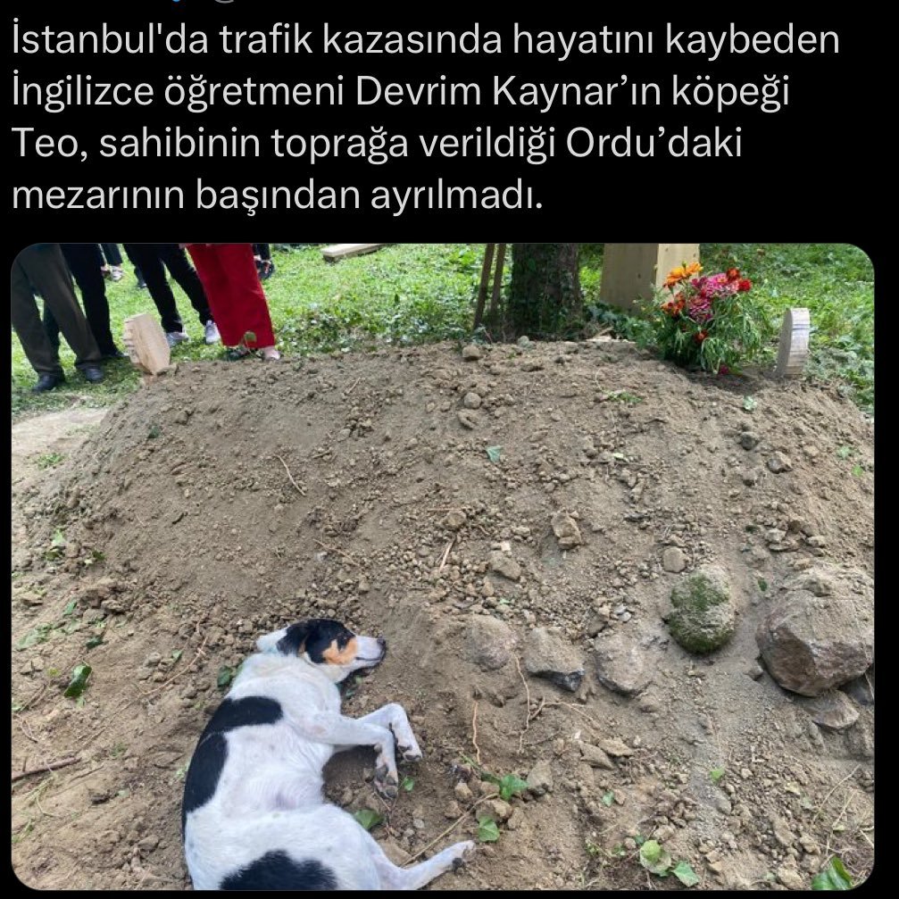 🐈Ali Murat Güven🐈 tweet media