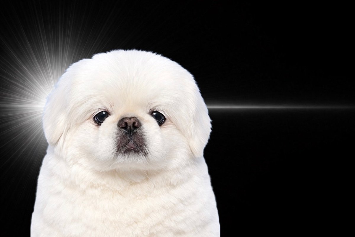 임쪼깐 tweet media