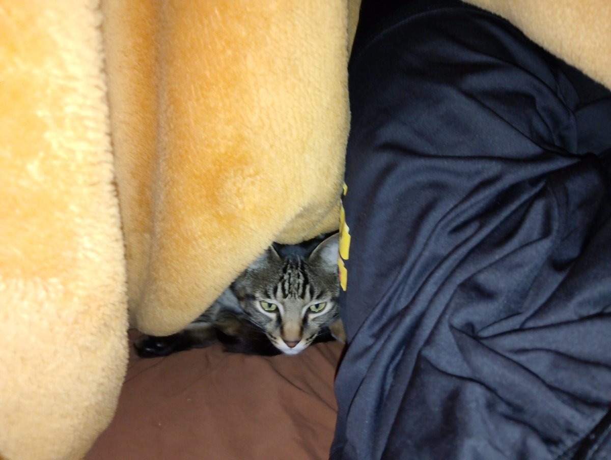 オルフェンス tweet media