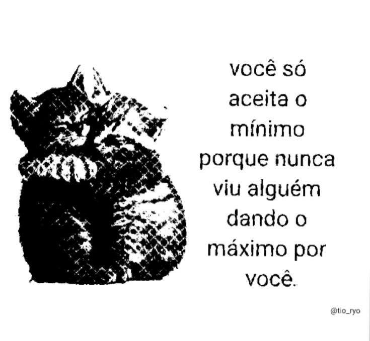 perfil dedicado a gatinhos e peitos (@odeiootaco) on Twitter photo 