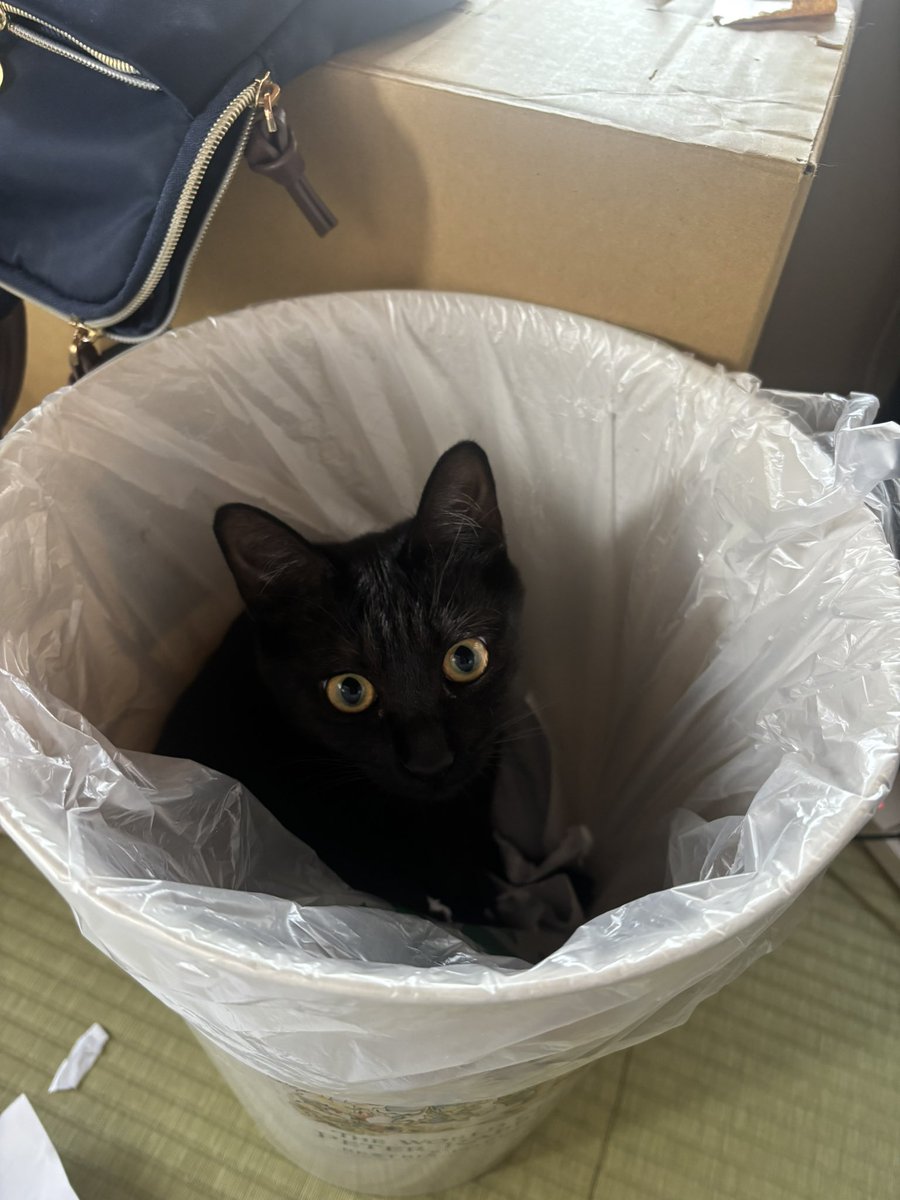 s_hazumu's tweet photo. ちびにゃんの行動は　特にうちの猫（こまつな1歳）の動きを参考にしてます。
ちびにゃん回のお話を作ってる時にこまつなが部屋に入ってくると、どこか後ろめたい気持ちを抱いてしまうものです https://t.co/K47dB8dcwO