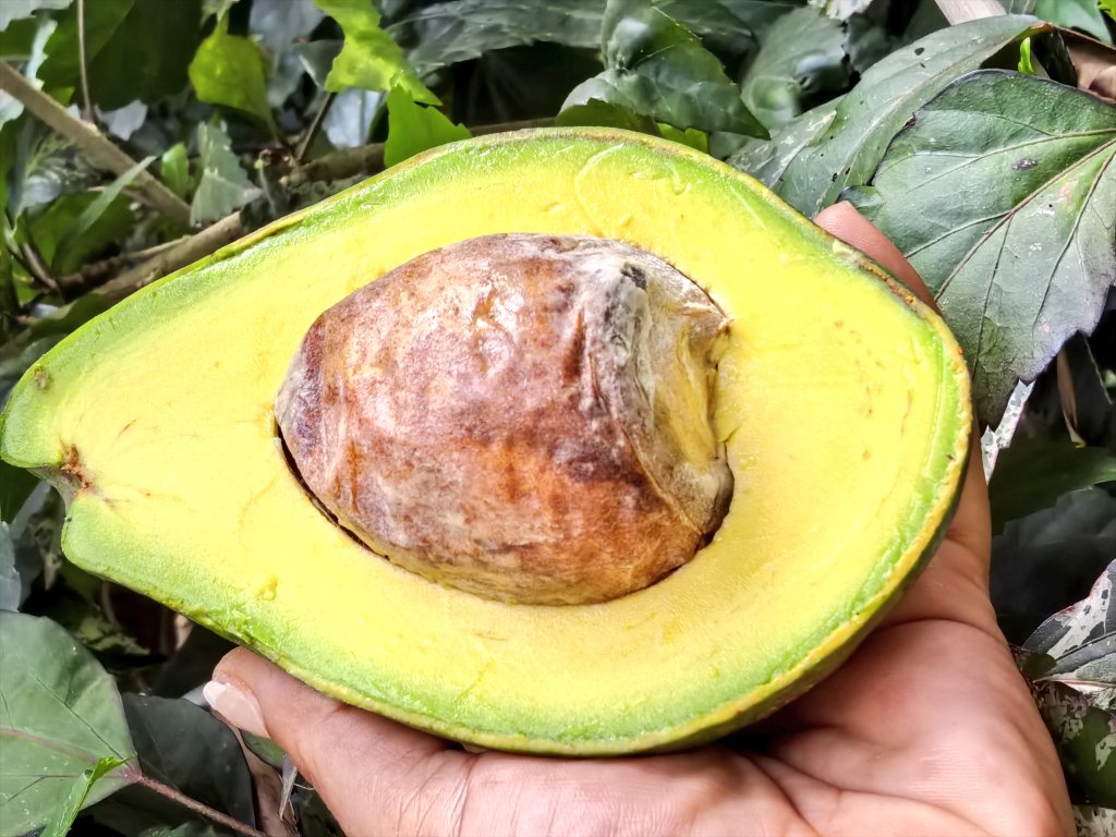 yasmeenhelwani's tweet image. What a beautiful Avocado!!! One of the best things you can add to your diet to help stabilize your hormones and balance your insulin levels. Having Avocado as part of a Carbohydrate-free breakfast will kickstart your body's metabolism in a good way. #NaturalLiving #Cleaneating