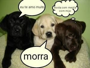 perfil dedicado a gatinhos e peitos tweet media