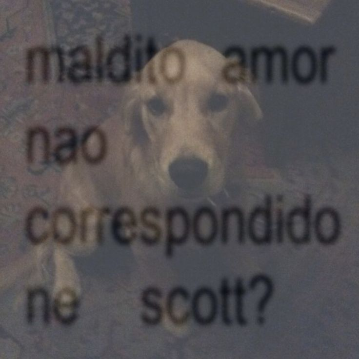 perfil dedicado a gatinhos e peitos tweet media