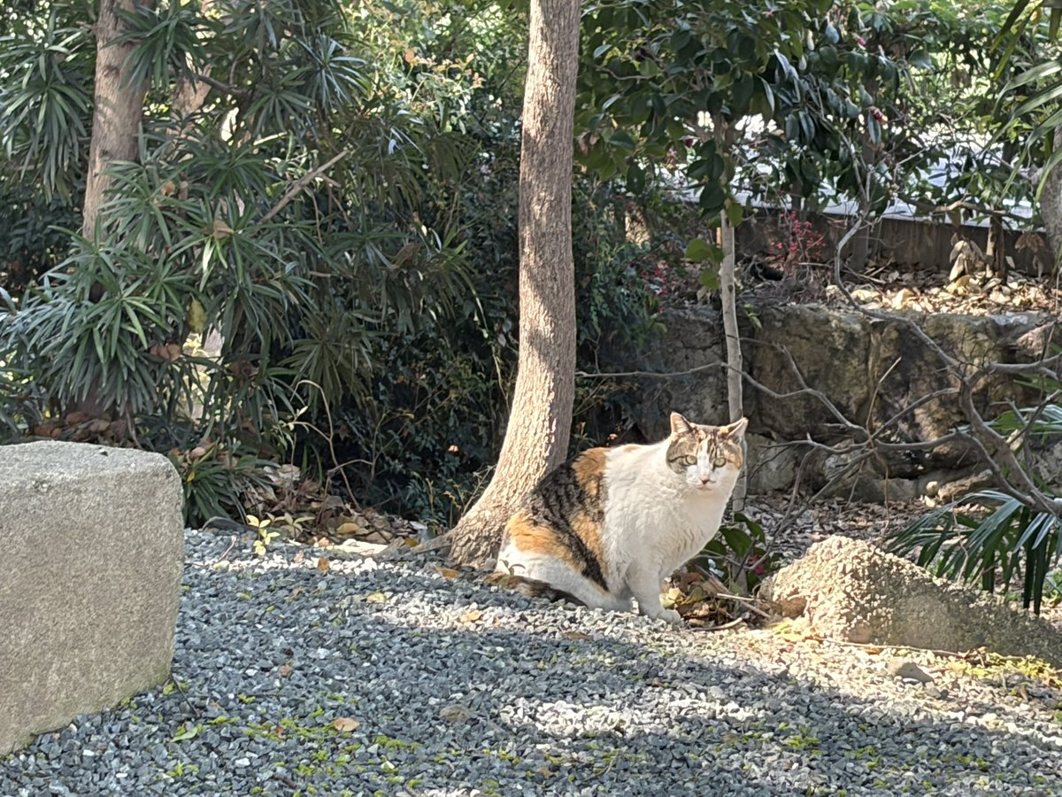 あおえみ tweet media