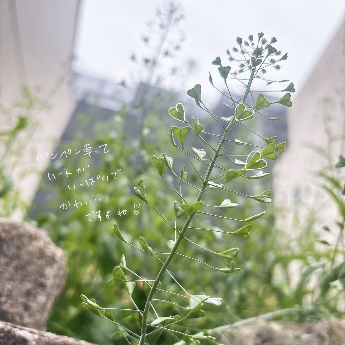 呉羽 藍依 -くれは あおい - tweet media