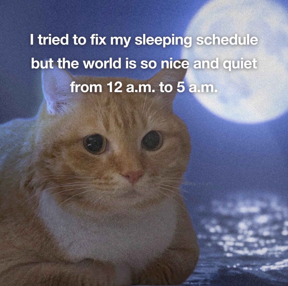 raccoon aesthetic. tweet media