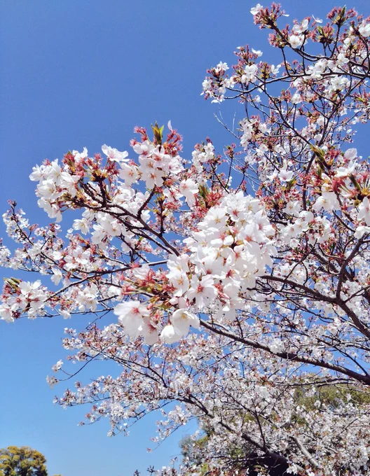 桜、まだこんなに! 雨風に負けずによく残ってくれました
