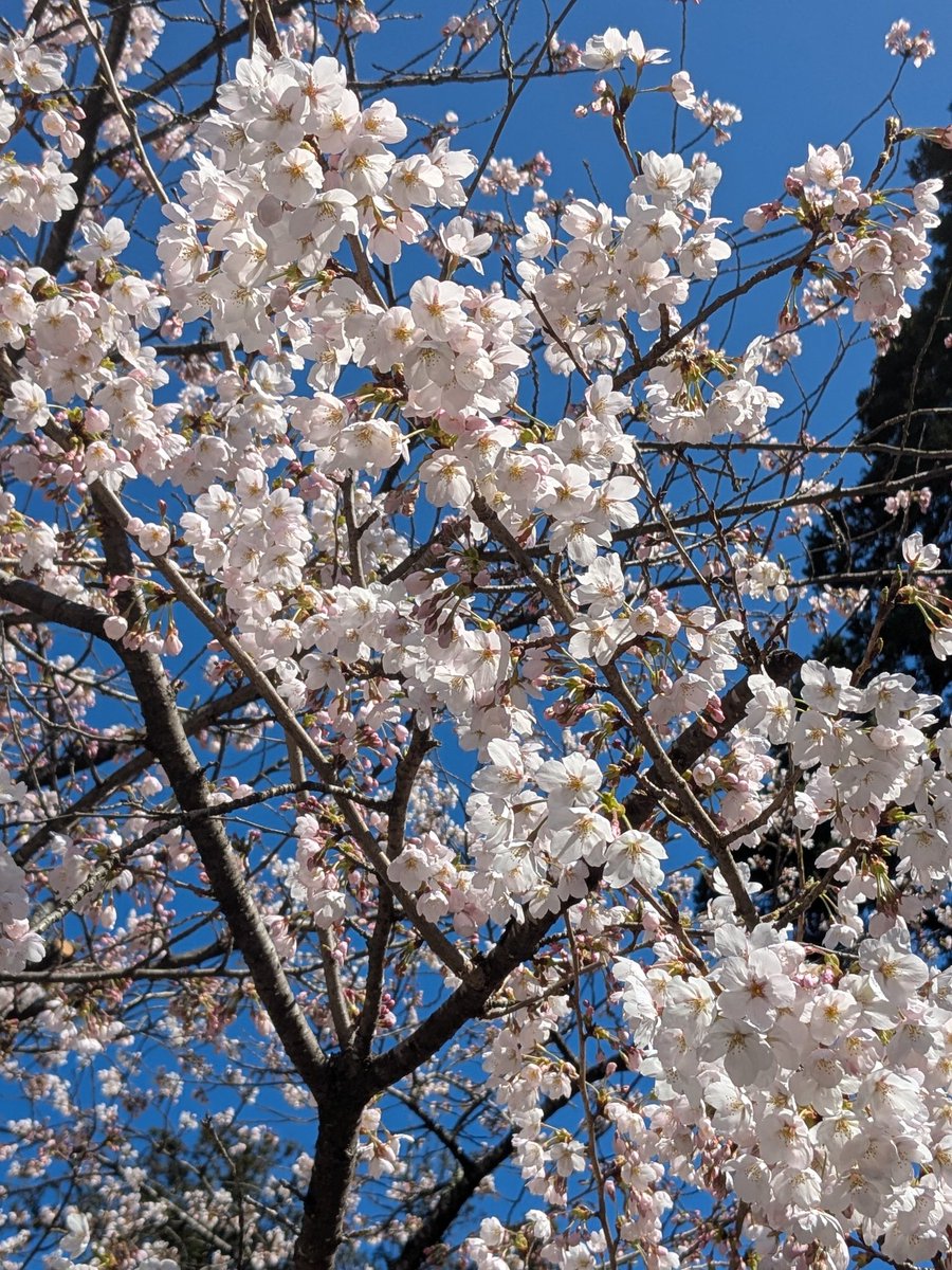 mutuki_d's tweet photo. 花見🌸してきた〜 https://t.co/6EYKuMpVms