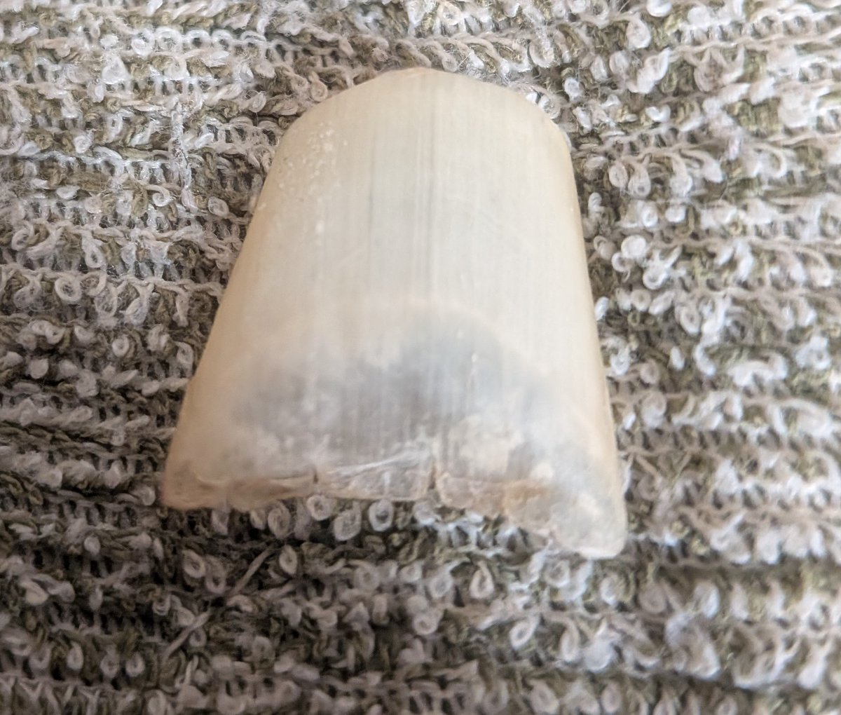 ディスノミア tweet media