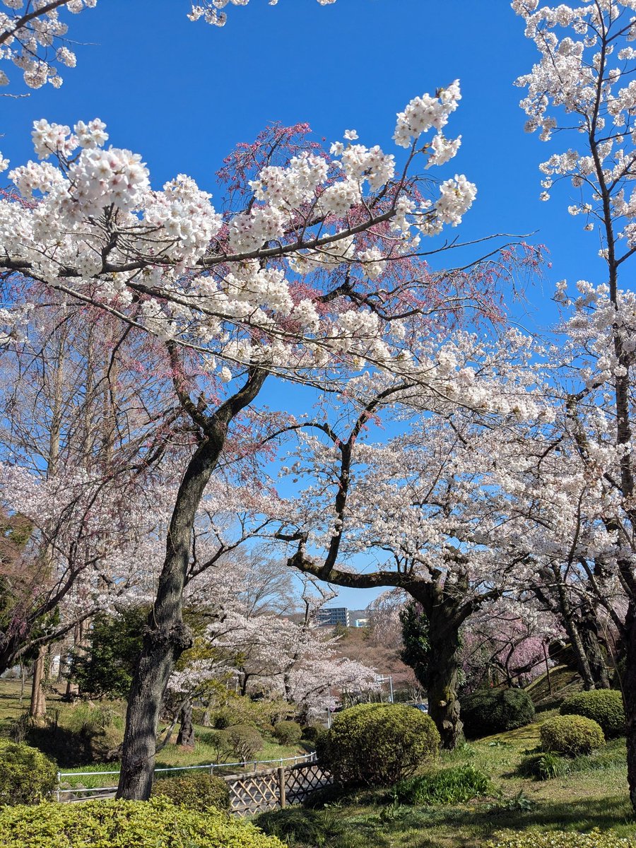 mutuki_d's tweet photo. 花見🌸してきた〜 https://t.co/6EYKuMpVms