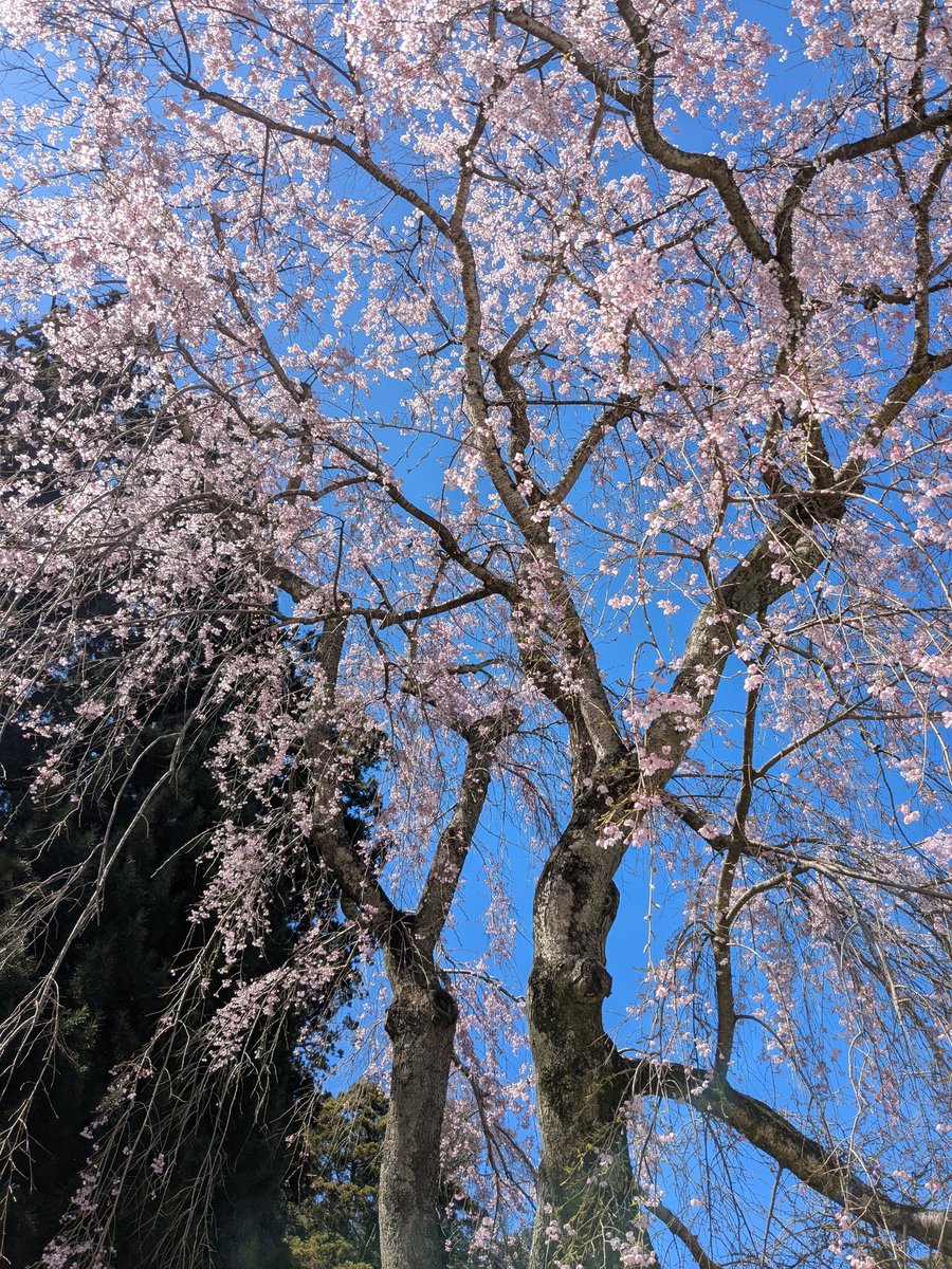 mutuki_d's tweet photo. 花見🌸してきた〜 https://t.co/6EYKuMpVms