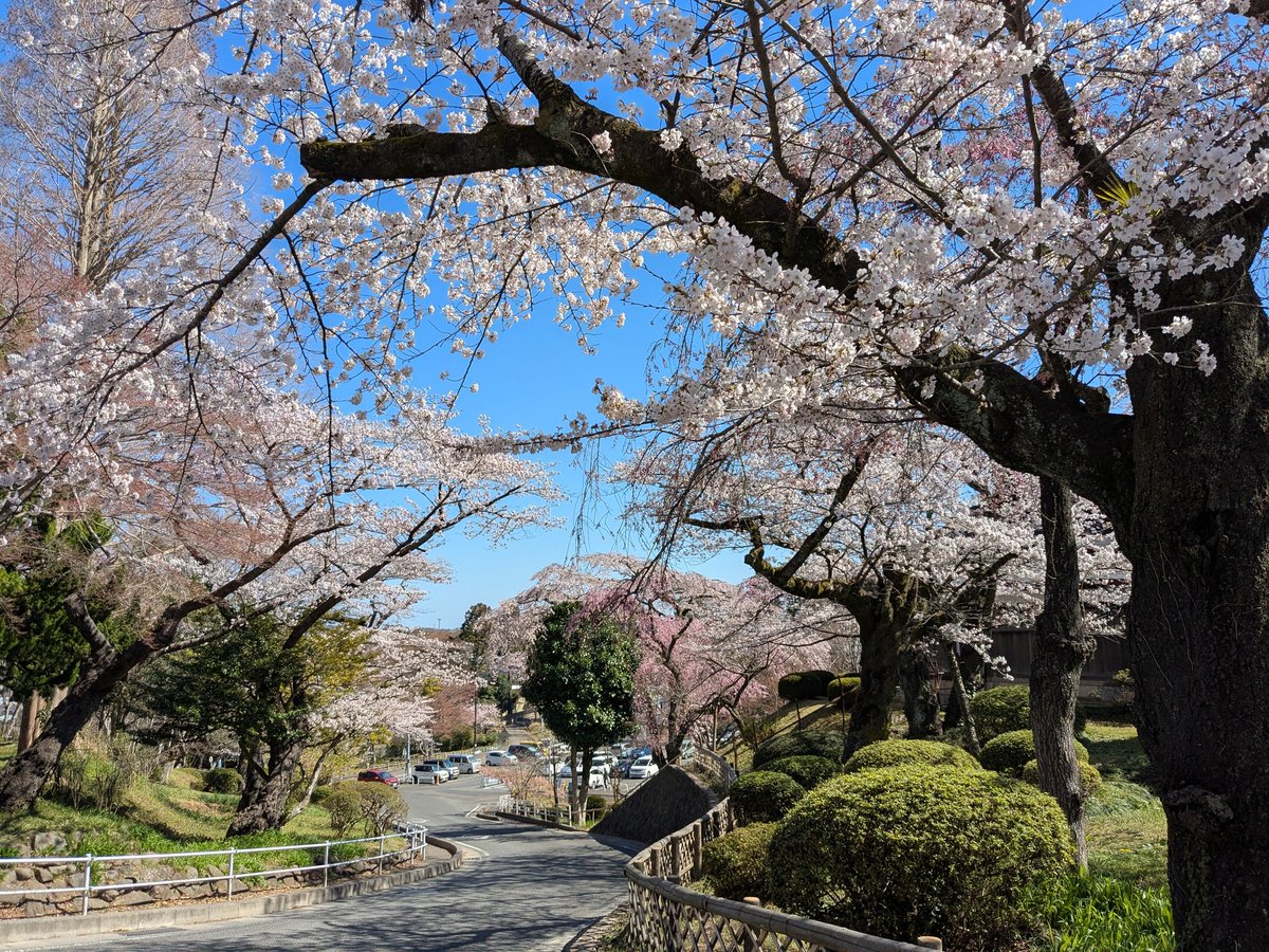 mutuki_d's tweet photo. 花見🌸してきた〜 https://t.co/6EYKuMpVms