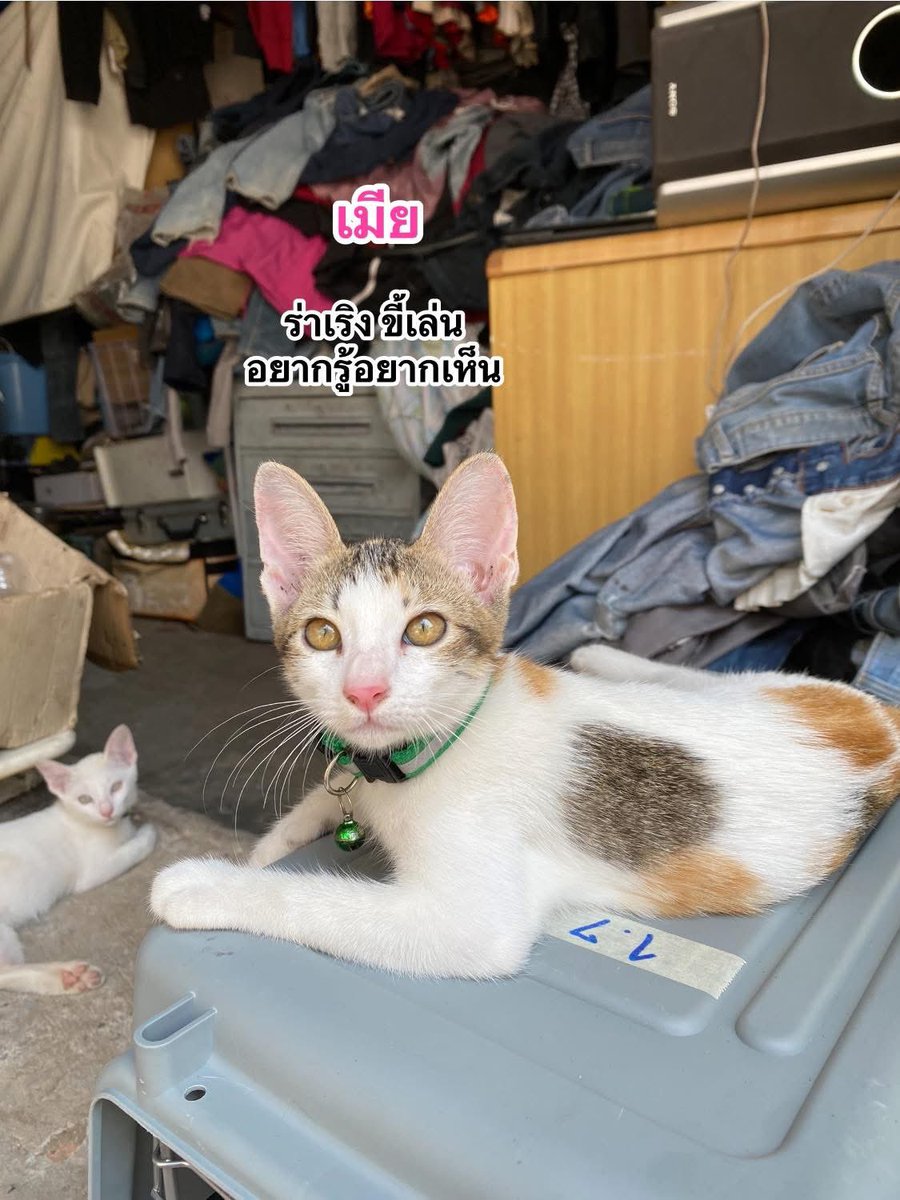 แมวหาบ้าน ขี้ข้าหาแมว tweet media