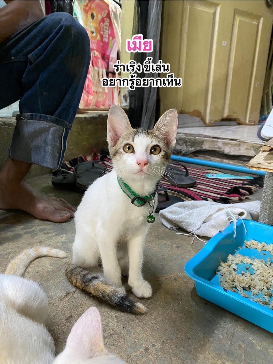แมวหาบ้าน ขี้ข้าหาแมว tweet media