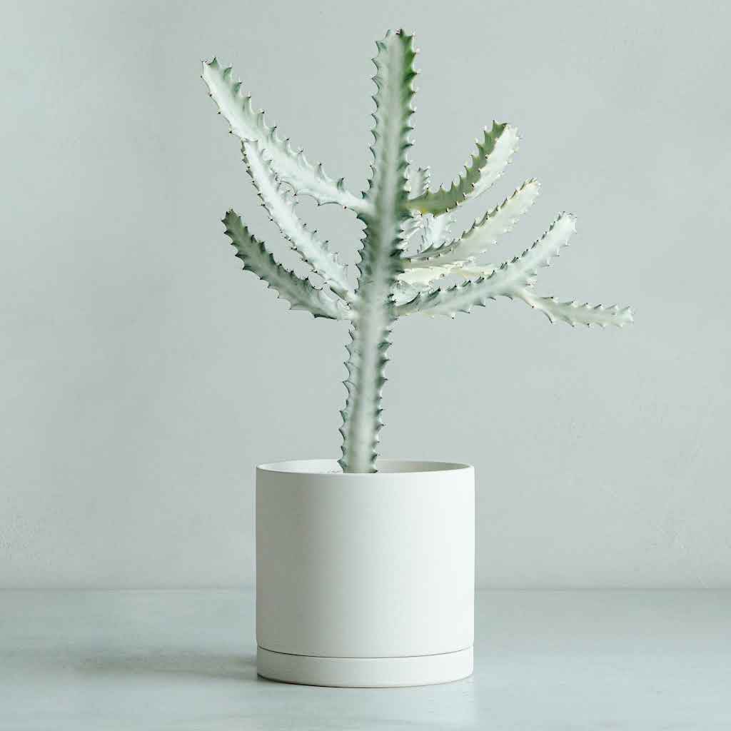 ゆどうふ tweet media