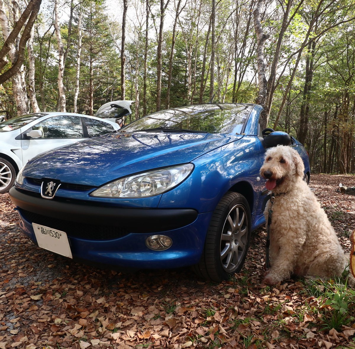 ライ太さん tweet media