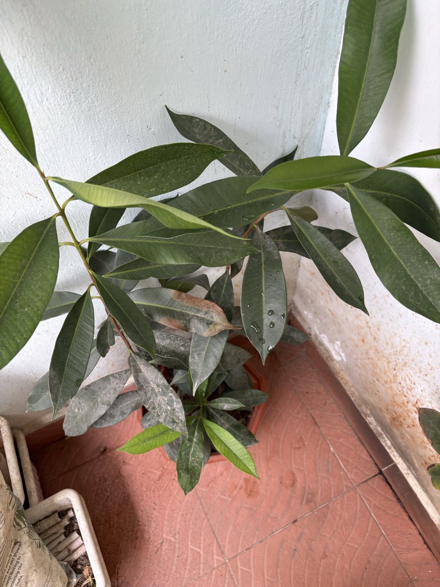 SriKamal🇮🇳 tweet media