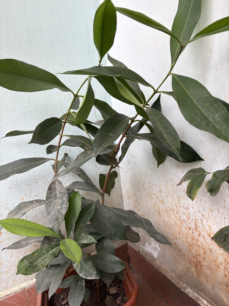 SriKamal🇮🇳 tweet media