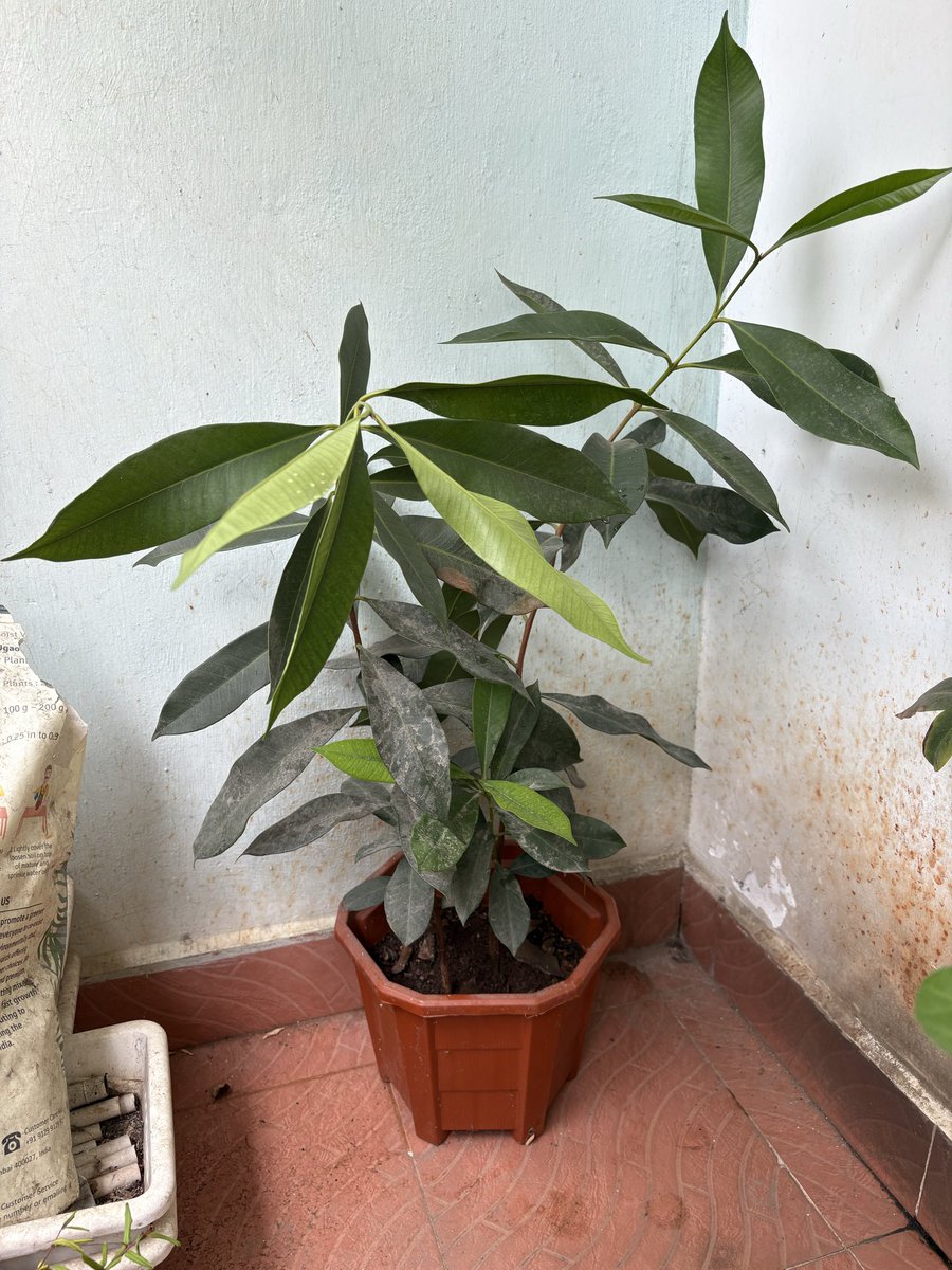 SriKamal🇮🇳 tweet media