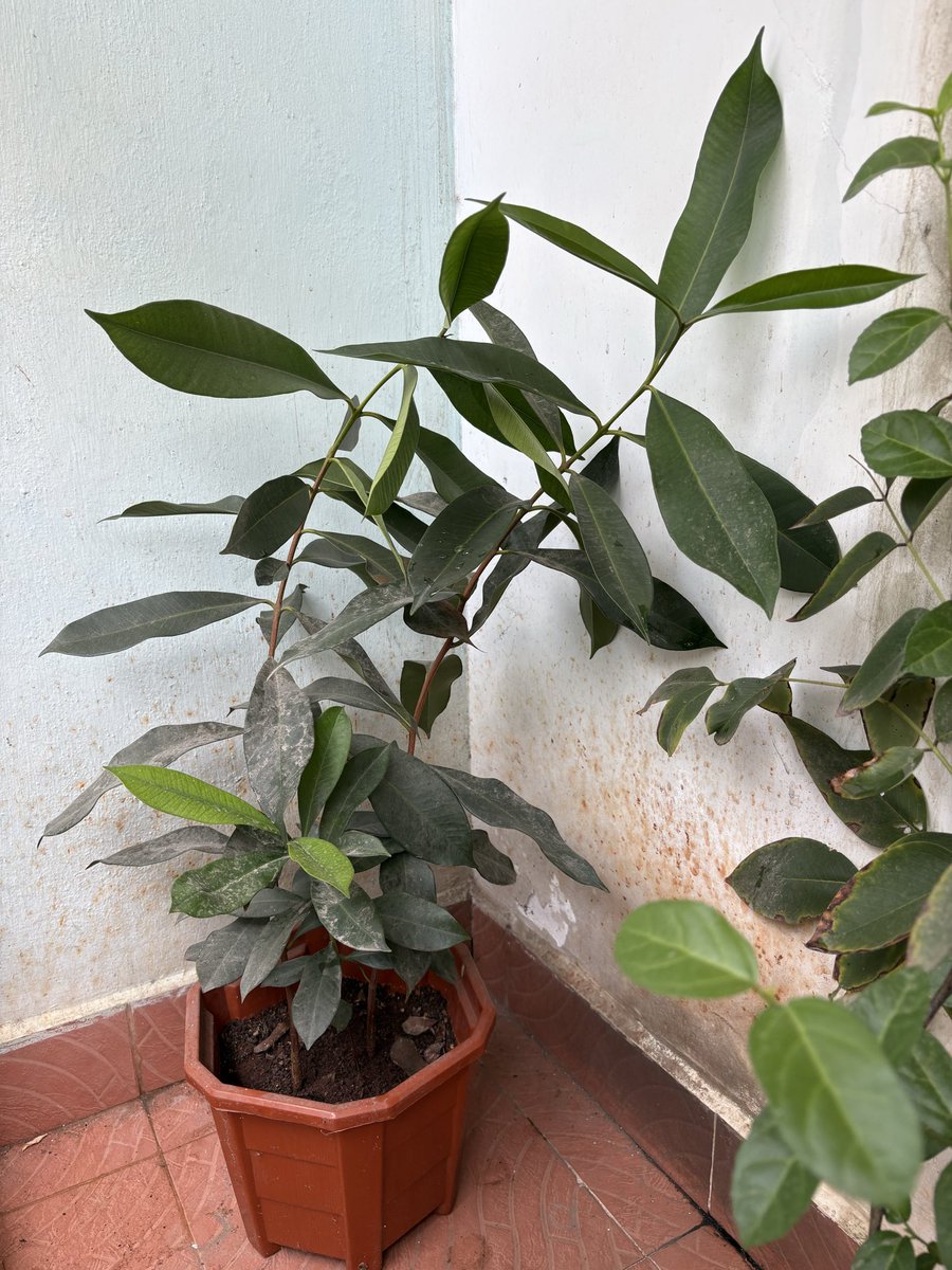 SriKamal🇮🇳 tweet media