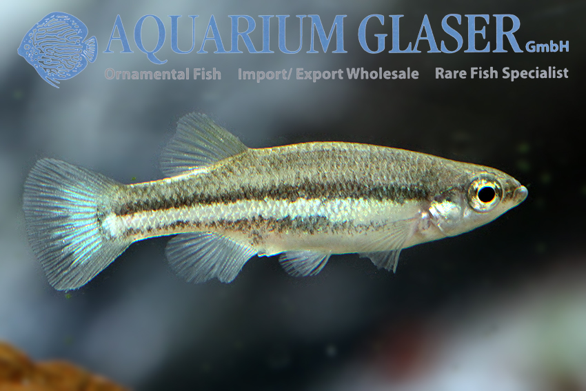 aquariumglaser's tweet image. #Ataeniobius #toweri #Lago #de #Creda 
find more details and pics @ facebook.com/AquariumGlaser/