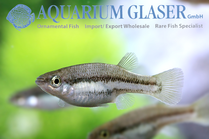 aquariumglaser's tweet image. #Ataeniobius #toweri #Lago #de #Creda 
find more details and pics @ facebook.com/AquariumGlaser/