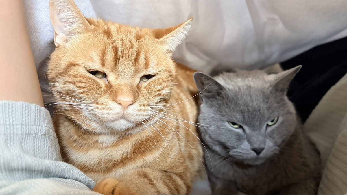 ねこちあ tweet media