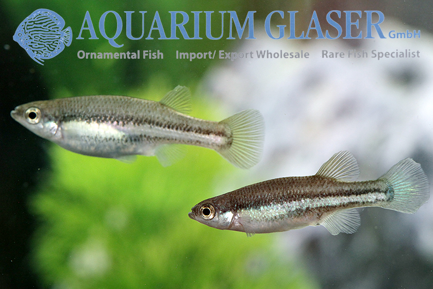 aquariumglaser's tweet image. #Ataeniobius #toweri #Lago #de #Creda 
find more details and pics @ facebook.com/AquariumGlaser/