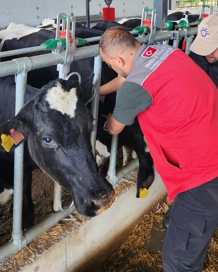 ortacatarim's tweet image. Hastalıktan ari işletmelerde gebe büyükbaş hayvanlara yönelik aşılama yapıldı. Rota, corona ve #EColi enfeksiyonlarına karşı koruma sağlanarak buzağı sağlığı destekleniyor. Koruyucu hekimlik çalışmalarıyla #HayvanSağlığı güçlendiriliyor.