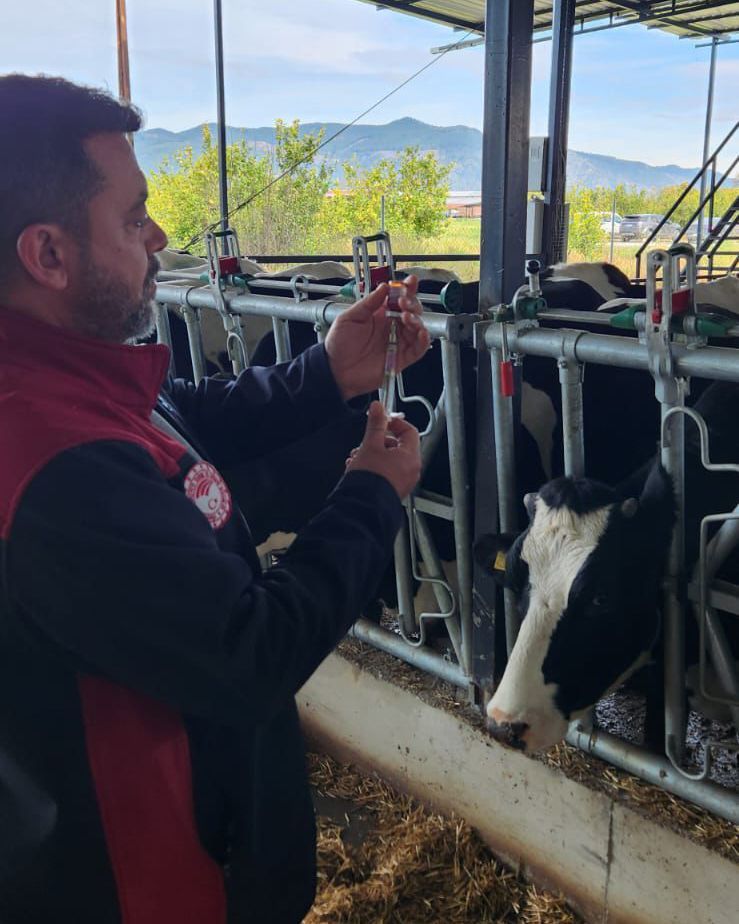 ortacatarim's tweet image. Hastalıktan ari işletmelerde gebe büyükbaş hayvanlara yönelik aşılama yapıldı. Rota, corona ve #EColi enfeksiyonlarına karşı koruma sağlanarak buzağı sağlığı destekleniyor. Koruyucu hekimlik çalışmalarıyla #HayvanSağlığı güçlendiriliyor.