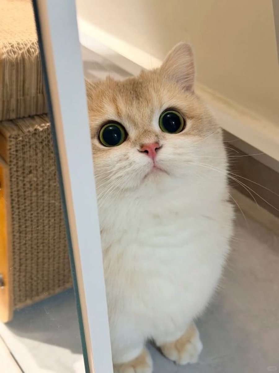 teegee♦️🦅 tweet media