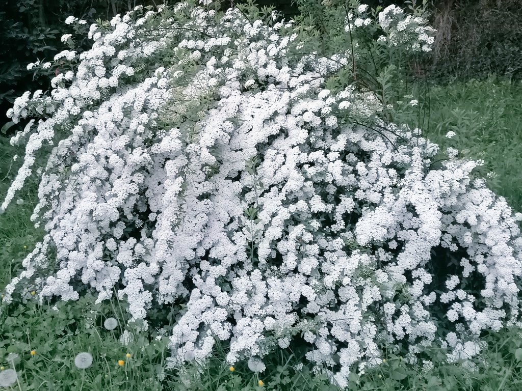 Bonjour 👋
Le Printemps s'est invité dans mon jardin 🌼🏵️🌱🌷🪷🥀
Belle et agréable journée 🌞