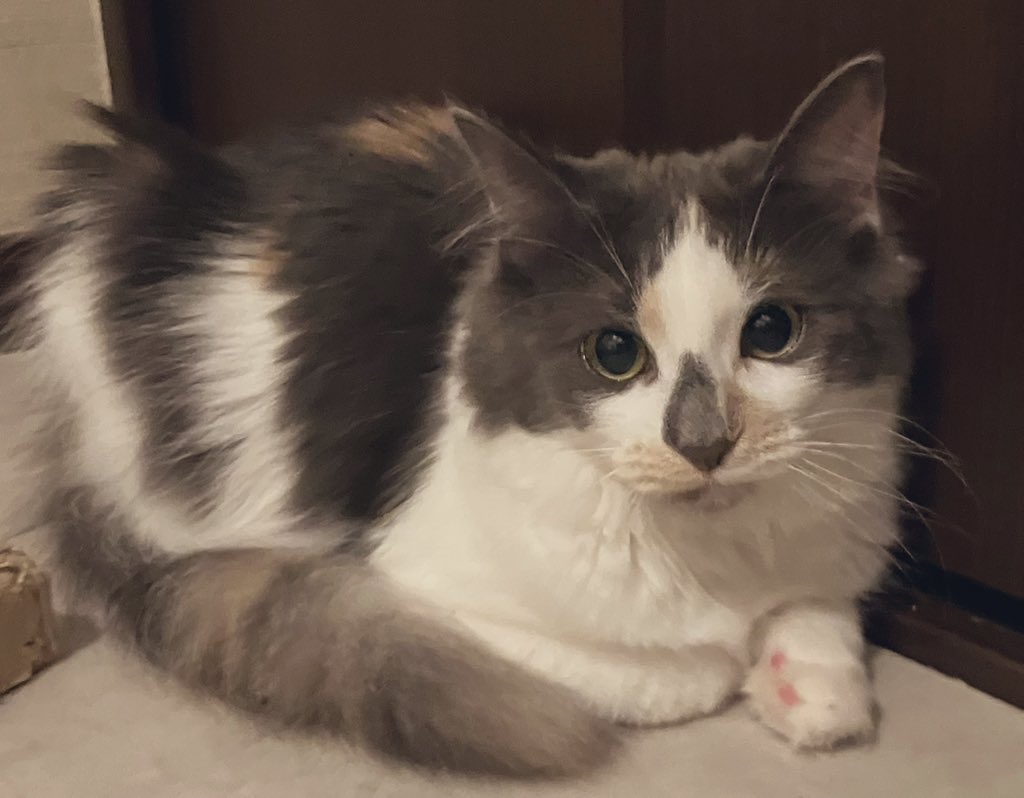 abarekankan's tweet photo. 我が家のノルウェー♀、まさかの妊娠発覚🐈🤰👏
念願の子猫嬉しい！めでたい！
今日レントゲンとエコーで確認して、既に子猫大きいらしく早けりゃ1週間後に産まれるんじゃない？と言われ震えてる:(´◦ω◦｀):
母猫も子猫も無事に出産終わりますように〜🙏
 #ノルウェージャンフォレストキャット https://t.co/vSWLNyk4T0