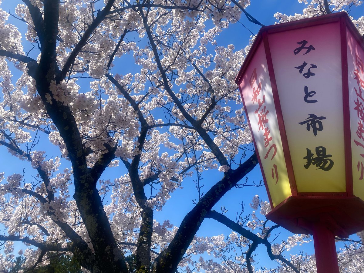 minatokaito523's tweet photo. 桜を見に日和山公園に行って来ました。頭の中がミナトのことでめいっぱいだったので息抜き出来ました。ミナトに会えるように気持ちを新たに頑張りますので引き続き拡散にご協力お願いします🙇‍♀️ #山形県　#酒田市　#迷子猫 https://t.co/9FSaaYa6b4
