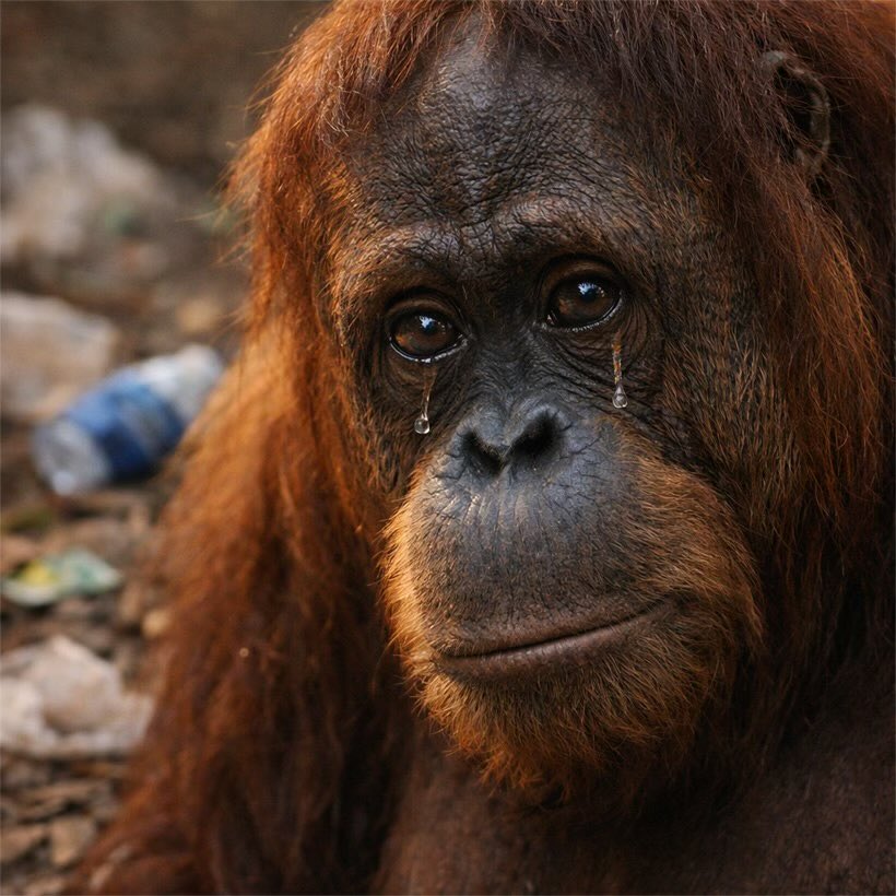 Today onwards, we as a community will seek justice and free $OPAL !